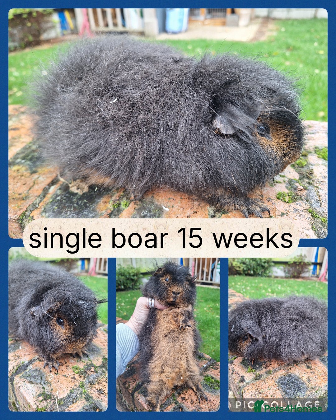 Guinea Pig rodents for sale: Gorgeous friendly boars Swiss /Minipli  - Image 2