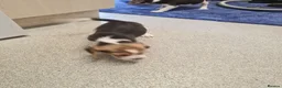 Beagle dogs for sale: 4 beagle puppies - Advert 12
