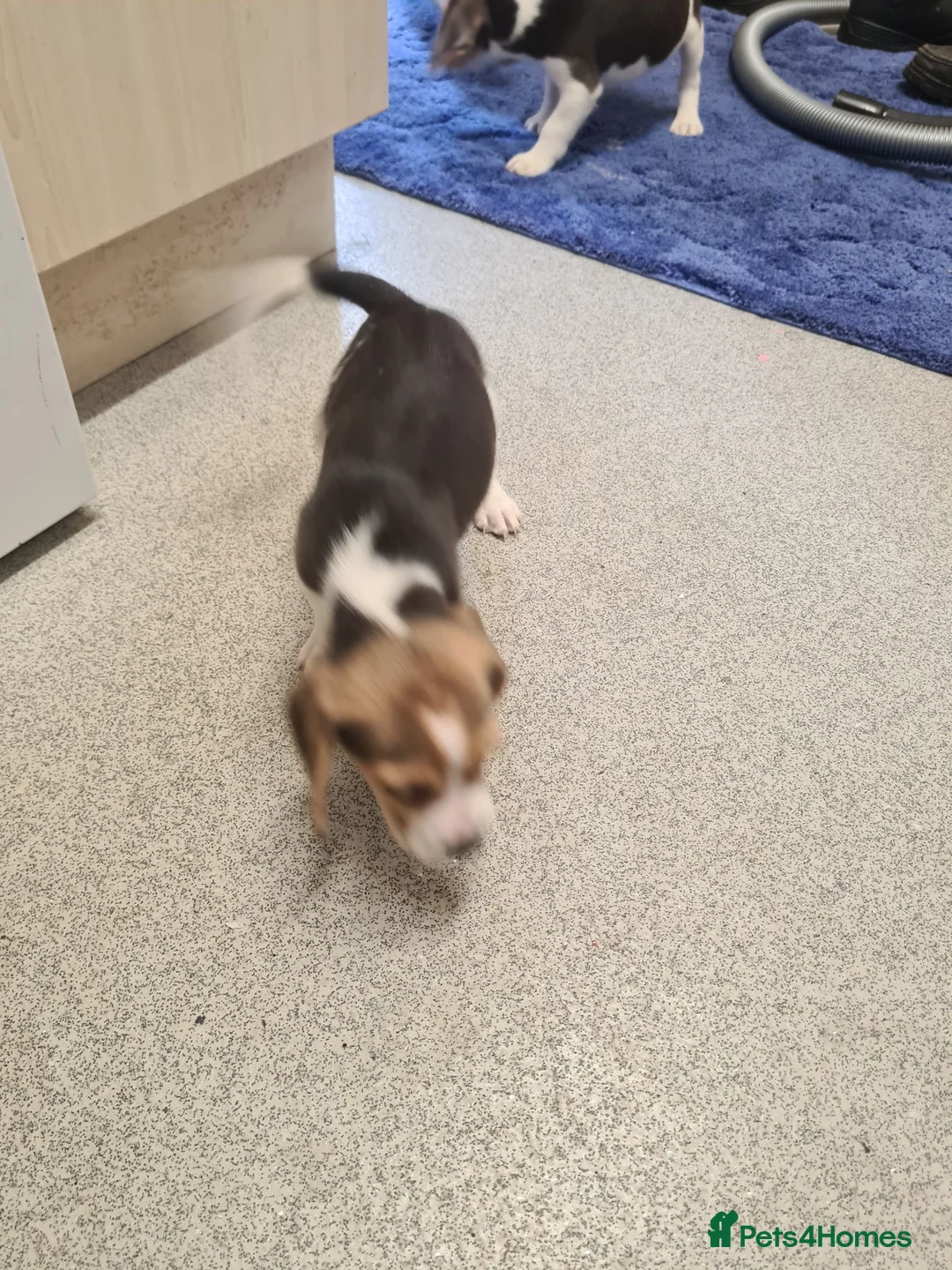 Beagle dogs for sale: 4 beagle puppies - Advert 12