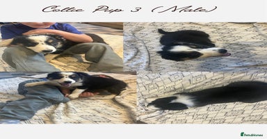 Border Collie dogs - Advert 1