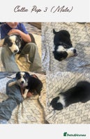 Border Collie dogs - Advert 1