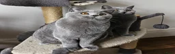British Shorthair cats for sale: Stunning British shorthair blue kittens, neutered - Advert 10
