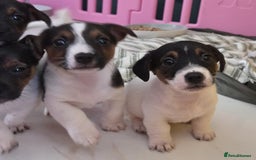 Jack Russell dogs for sale: Jack Russell pups - Image 20