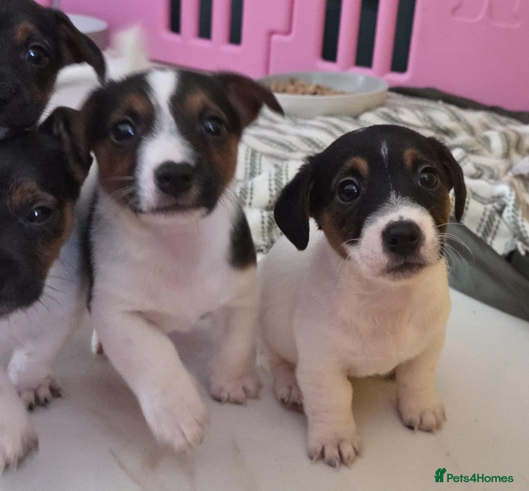 Jack Russell dogs for sale: Jack Russell pups - Image 20