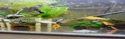 Plecos fish for sale: Beautiful small Platy, Guppy Molly &Pleco-HobbyTK  - Advert 33