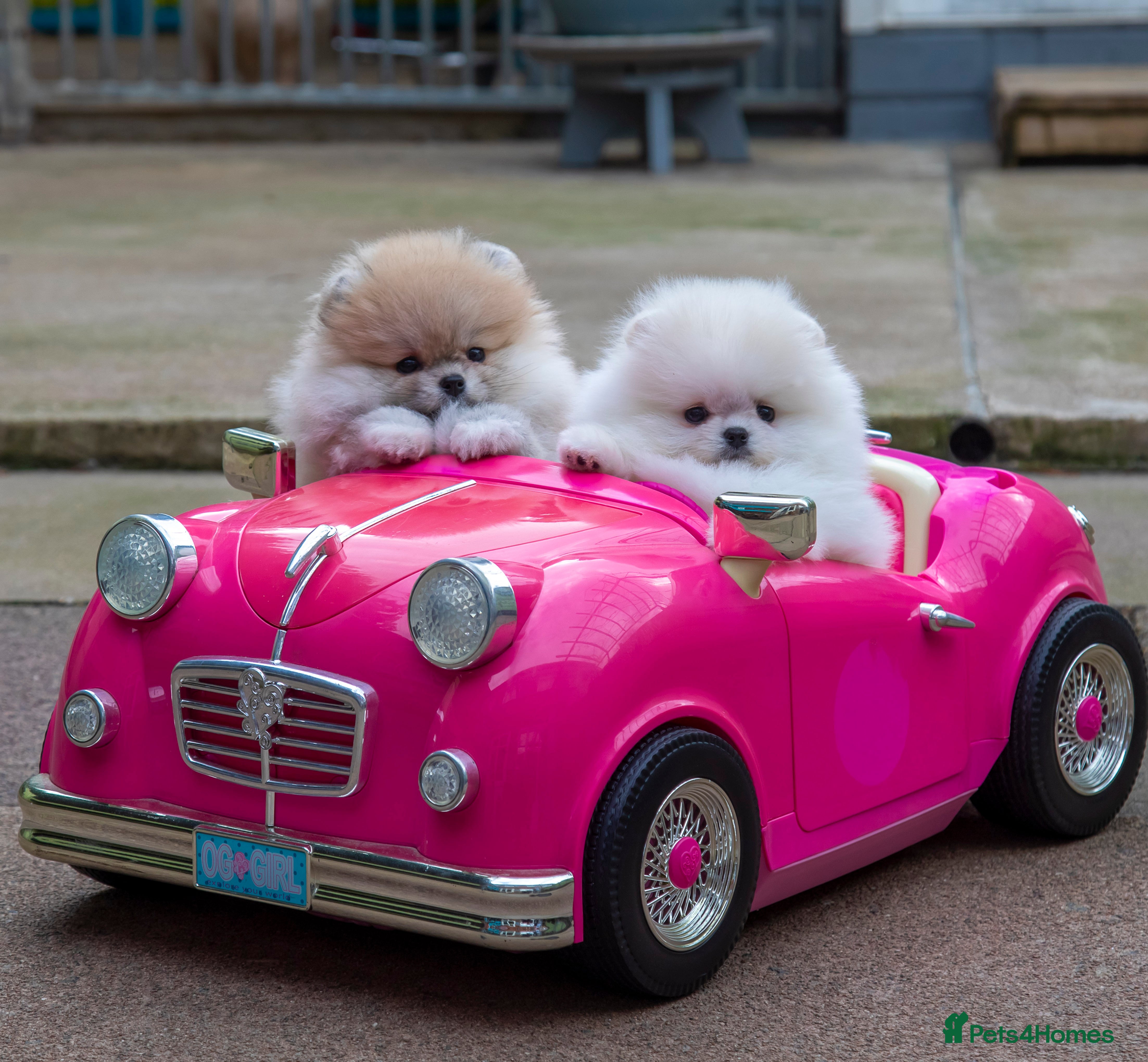 Pomeranian dogs Adorable Pomeranian puppies for sale - Advert 7