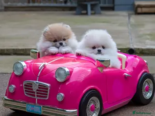 Pomeranian dogs Adorable Pomeranian puppies for sale - Advert 7