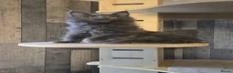 Maine Coon cats for sale: PURE MAINE COON - Advert 8