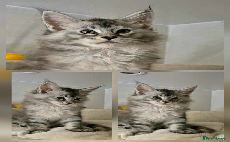 Maine Coon cats - Advert 4