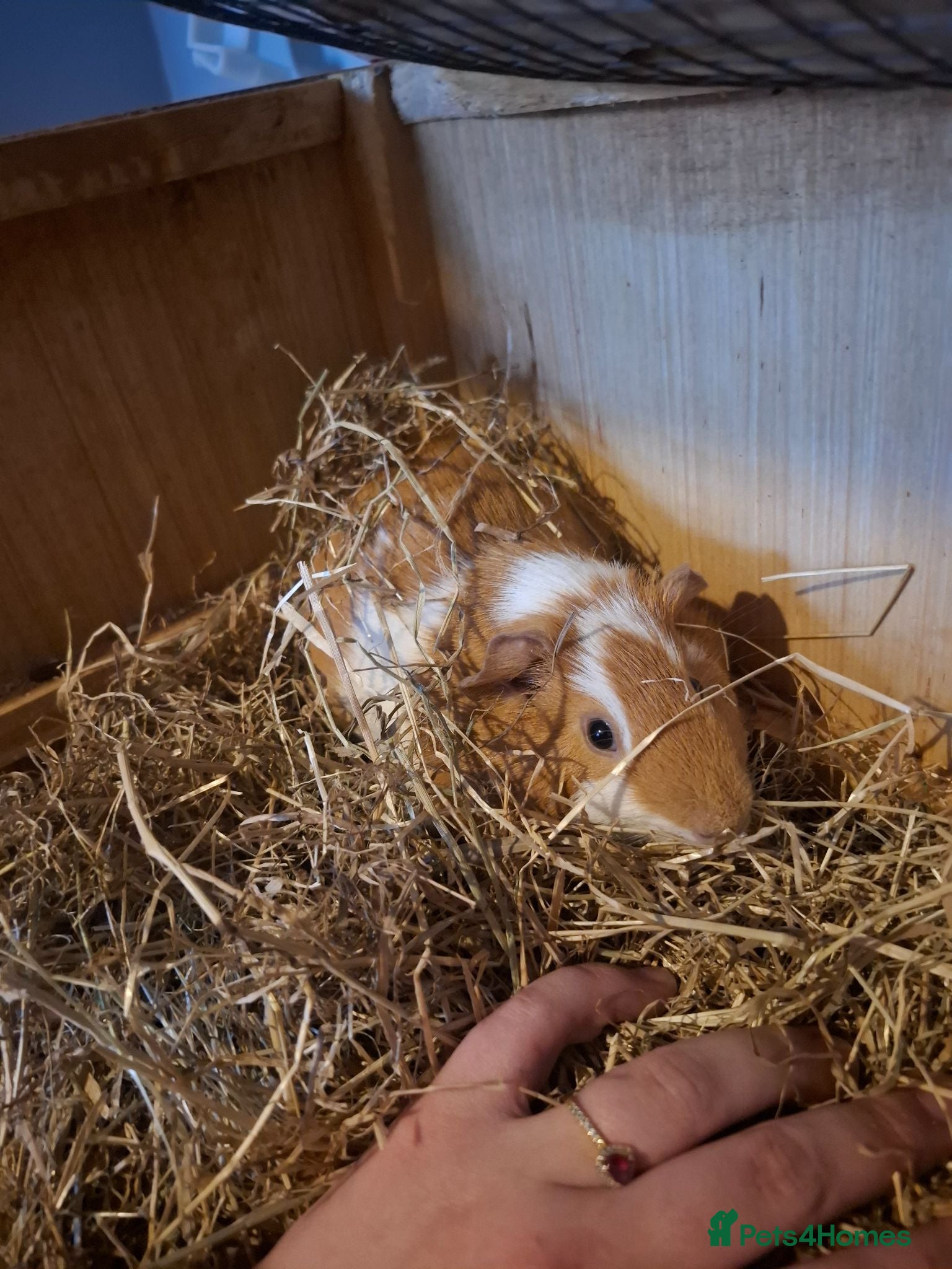 Mixed Breed rodents Female guinea pig  - Advert 2