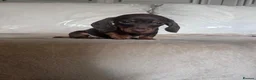 Miniature Dachshund dogs for sale: Miniature dachshunds  - Advert 4