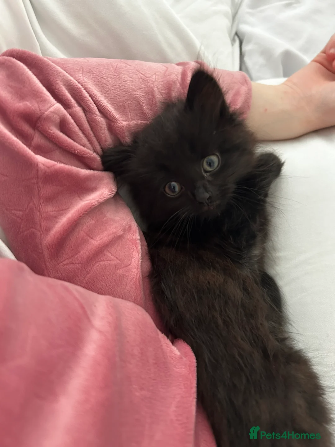 Mixed Breed cats for sale: 10 week old Black fluffy boy - Advert 2