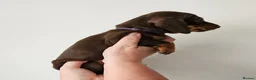 Dachshund dogs for sale: READY SUNDAY,  stunning pups kc reg parents  - Advert 12