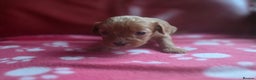 Cavapoo dogs for sale: F1 cavapoos  - Advert 10