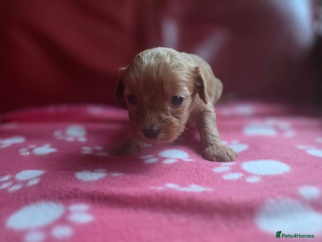Cavapoo dogs for sale: F1 cavapoos  - Advert 10