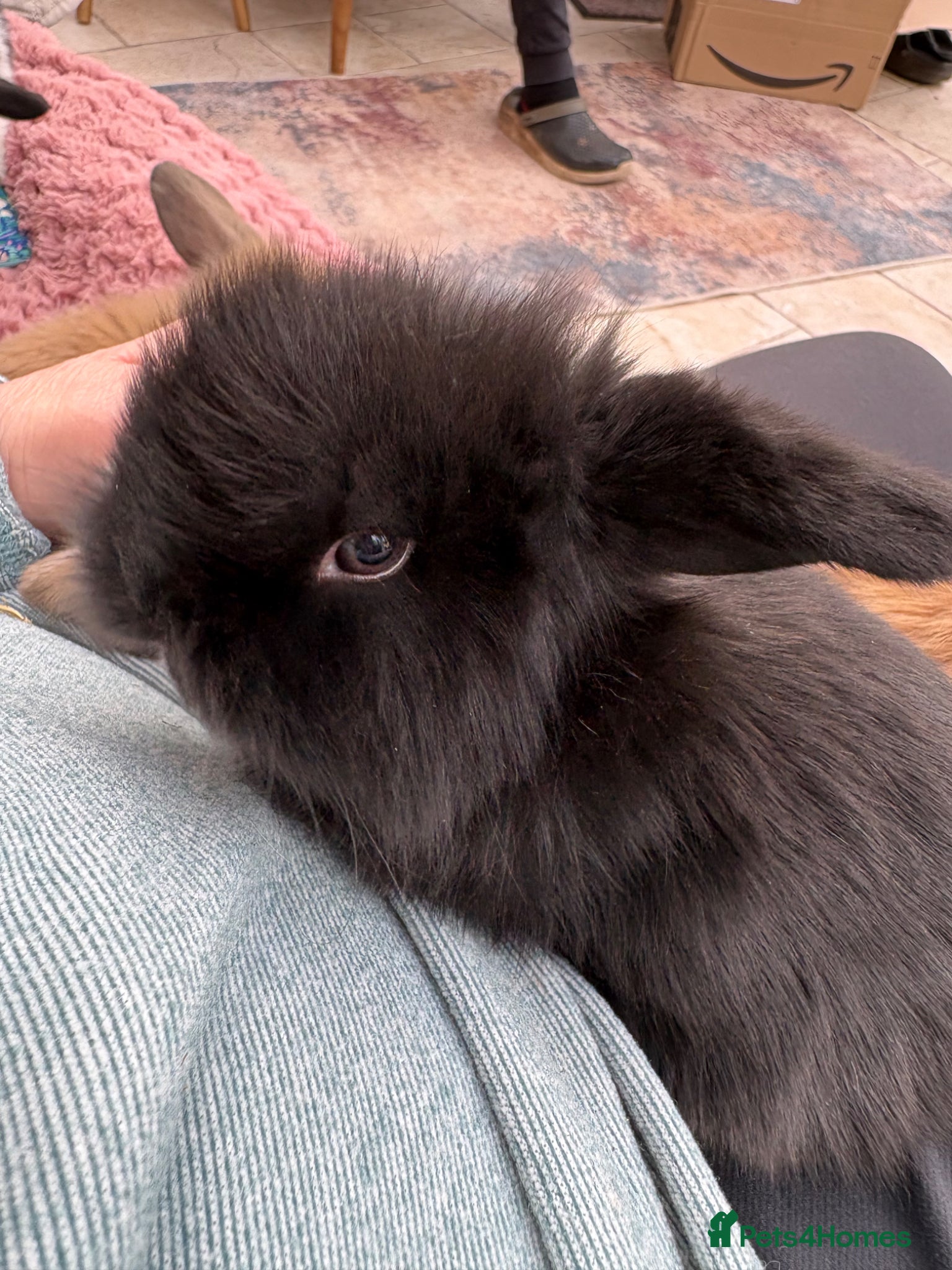 Mini Lop rabbits Raised indoors Mini lops/lion lops-vaccinated  - Advert 2