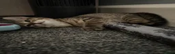 British Shorthair cats for sale: Tabby kittens  - Advert 6