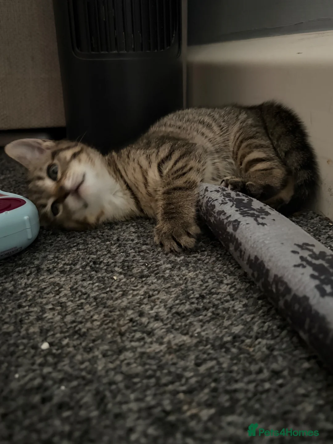 British Shorthair cats for sale: Tabby kittens  - Advert 6