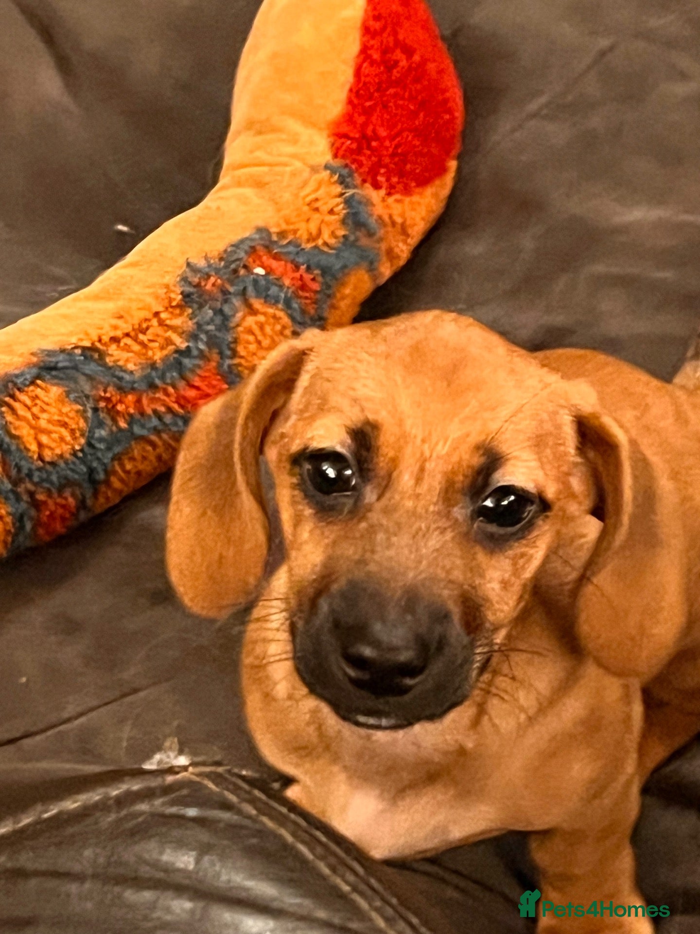 Mixed Breed dogs for sale: Miniature Daschund x 1/8th Border Terrier Puppies - Advert 2
