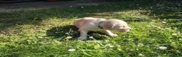 Golden Retriever dogs for sale: Litter of Golden Retriver puppies in Peterborough - Advert 8