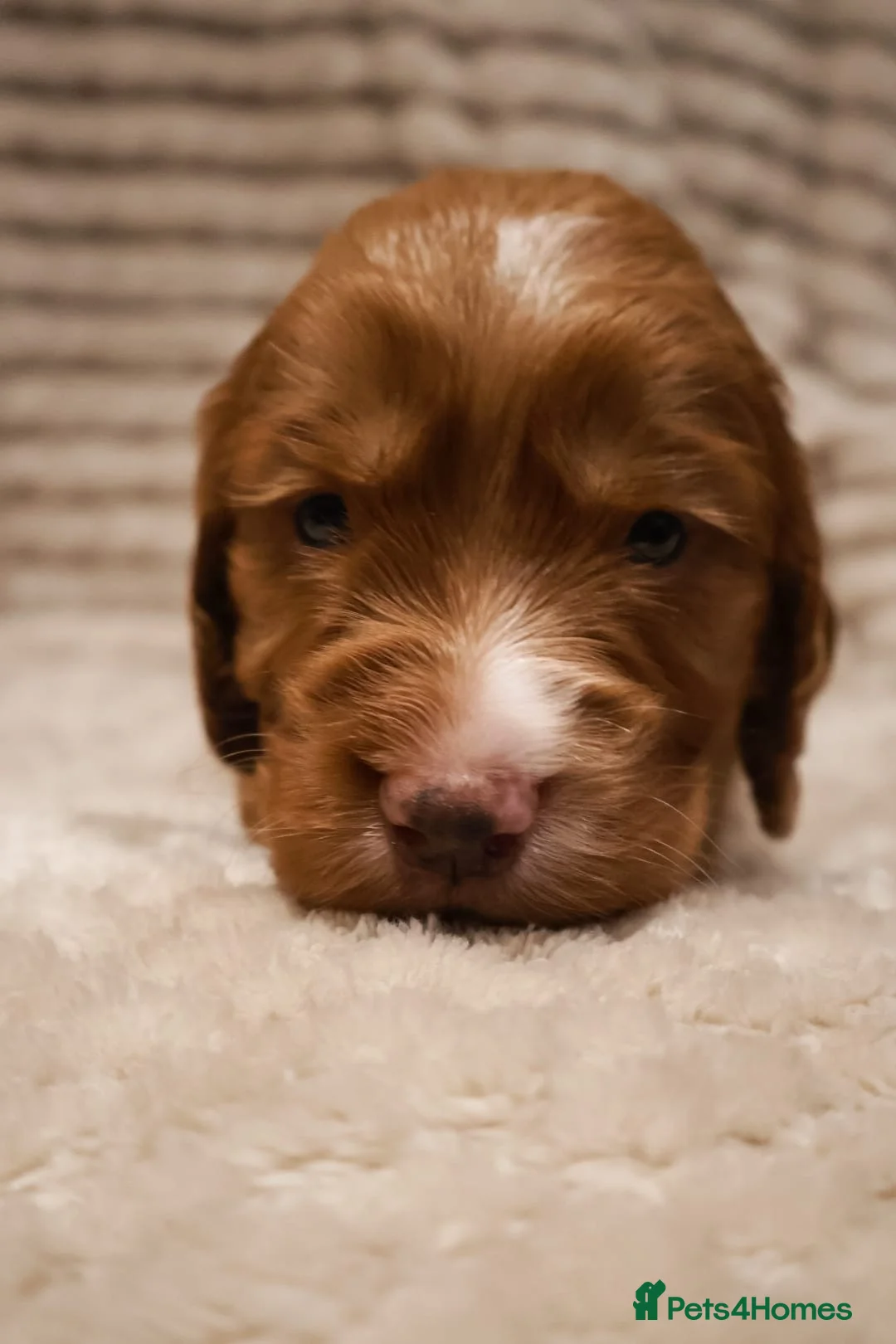 Cocker Spaniel dogs for sale: Cocker Spaniel Puppies - Advert 13