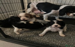 Cavapoo dogs for sale: Cavapoo puppies available for sale - Image 2