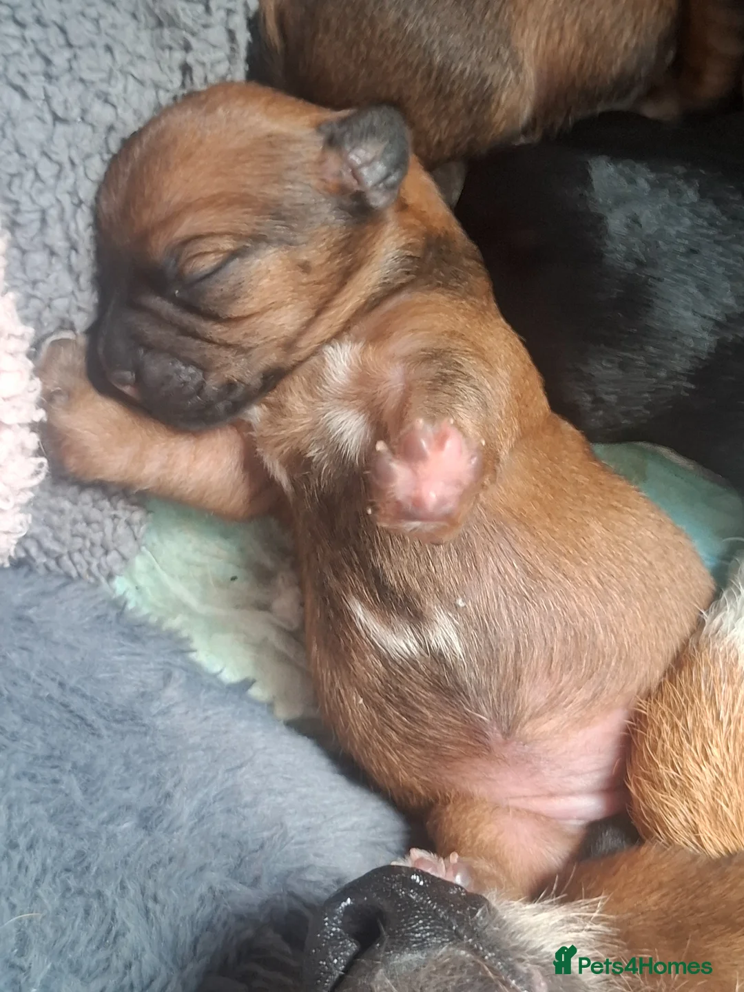 Patterjack dogs for sale: Beautiful puppys for sale in Chesterfield - Advert 6