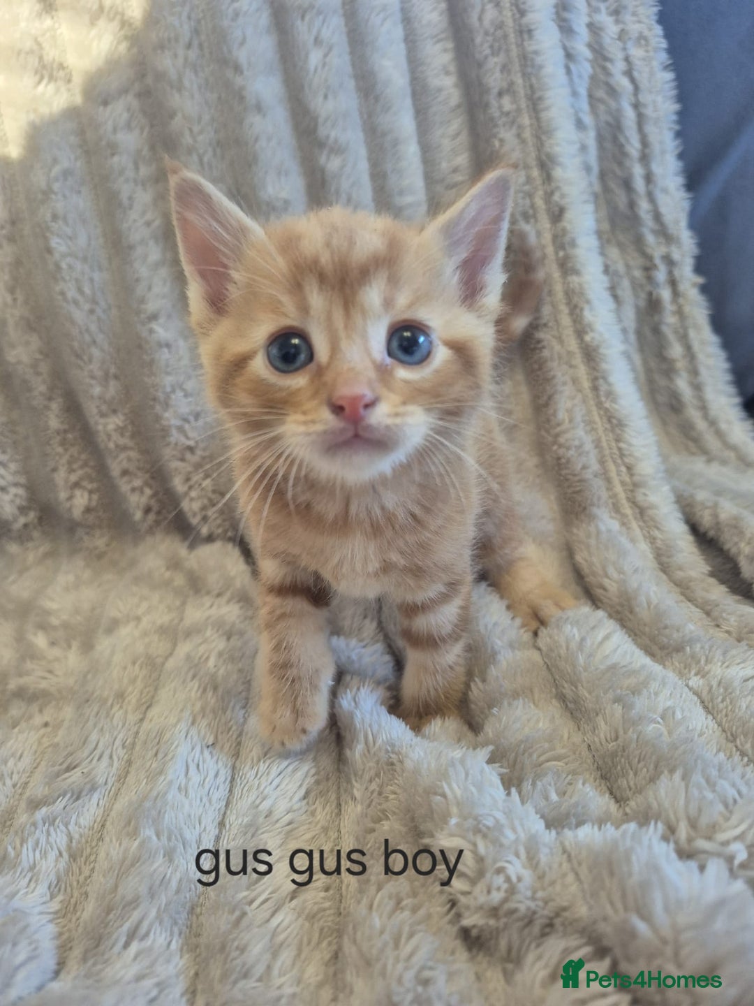 Mixed Breed cats for sale: Unusual litter for sale. 3 LEFT - Advert 7