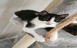 Mixed Breed cats for sale: 3 beautiful girl kittens ready now  - Image 2