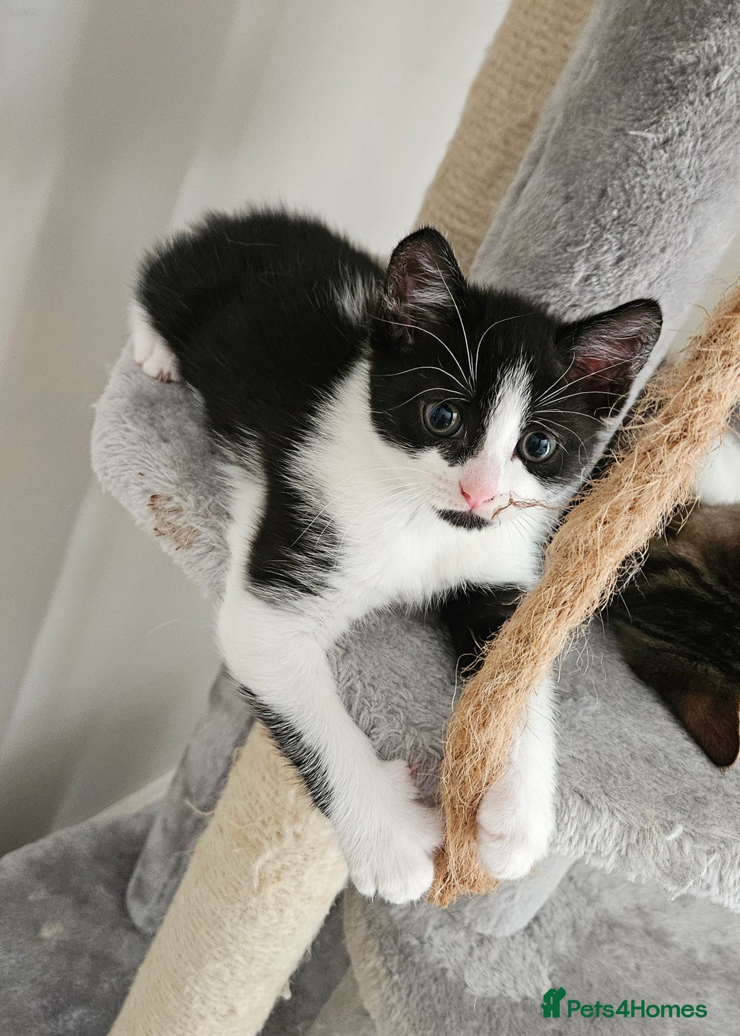 Mixed Breed cats for sale: 3 beautiful girl kittens ready now  - Image 2