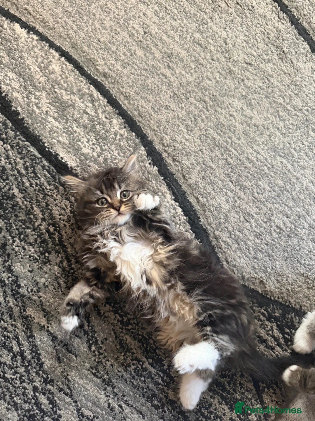 Domestic Shorthair cats for sale: Adorable Kittens - Advert 2