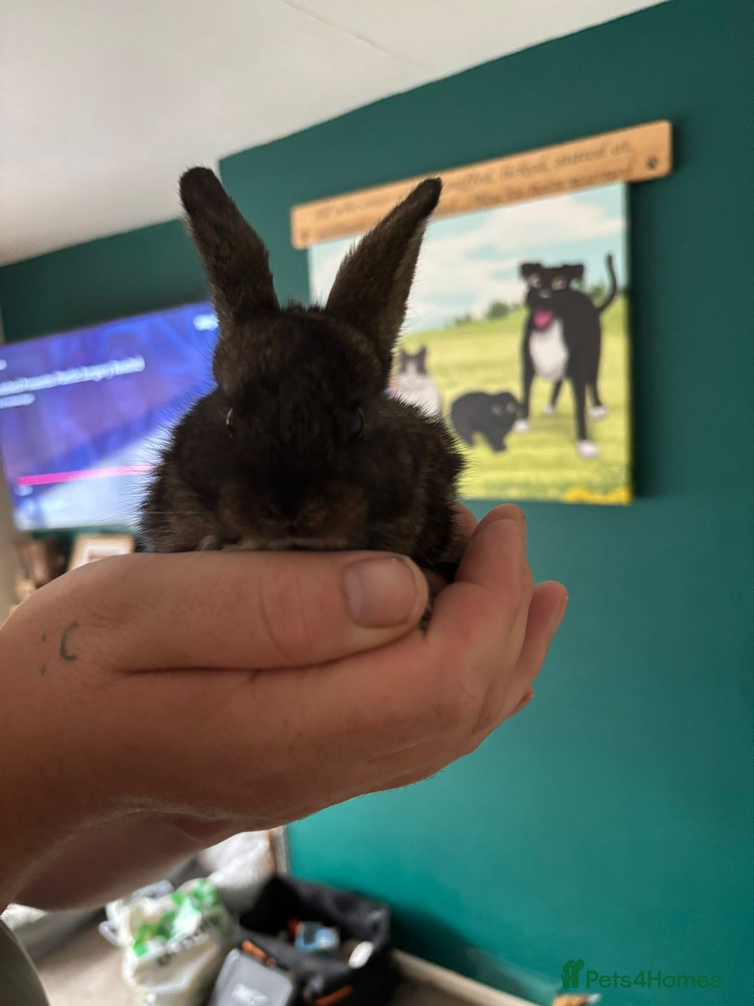 Mini Lop rabbits for sale: 8 baby rabbits - Image 10