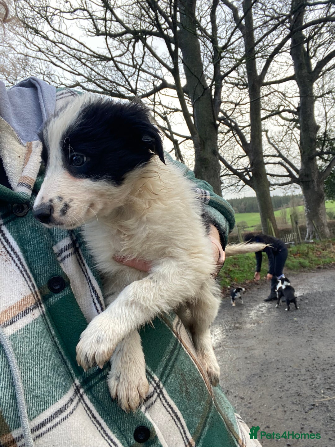Border Collie dogs for sale: Black & White Border Collie Pups near Hay-on-Wye - Advert 17