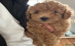 Toy Poodle dogs for sale: Gorgeous KC Toy Poodles  - Image 8