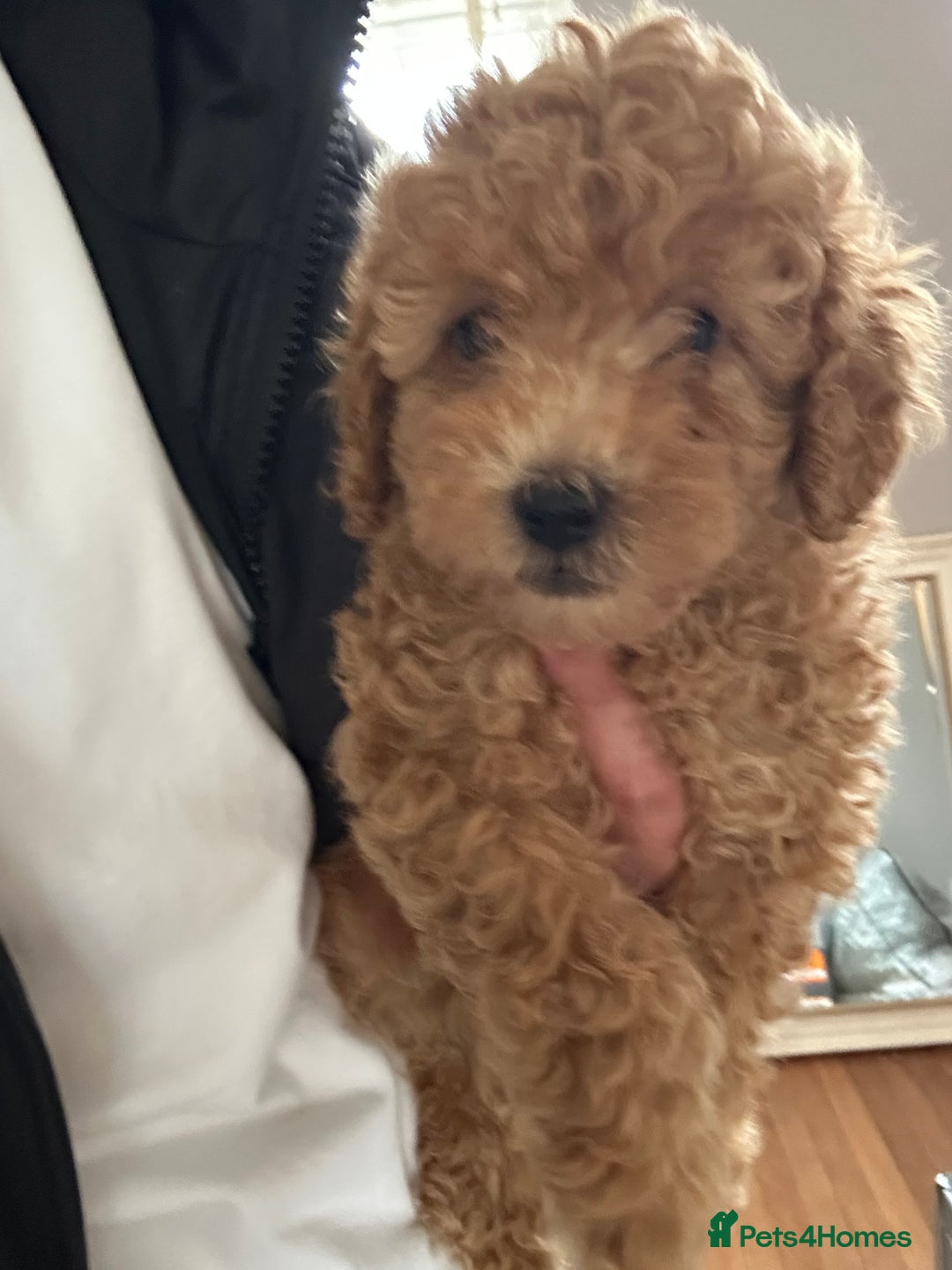 Toy Poodle dogs for sale: Gorgeous KC Toy Poodles  - Image 8