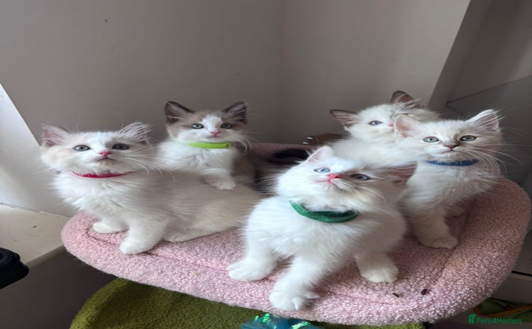 Ragdoll cats - Advert 11