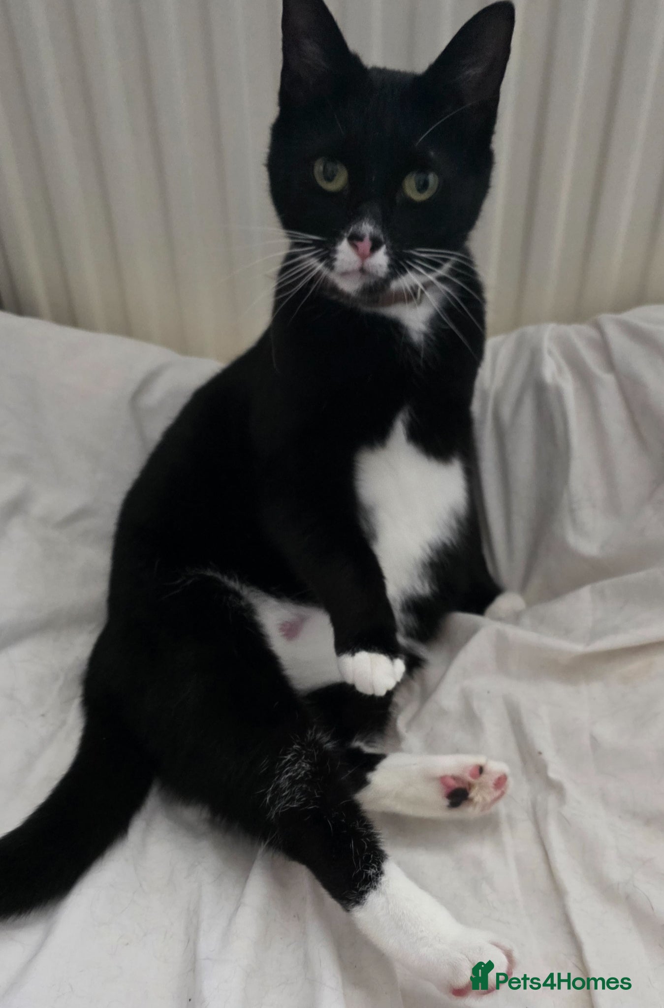 Domestic Shorthair cats Two girls and two boys  - Advert 1