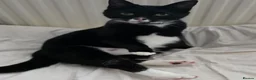 Domestic Shorthair cats for sale: Two girls and two boys  - Advert 1
