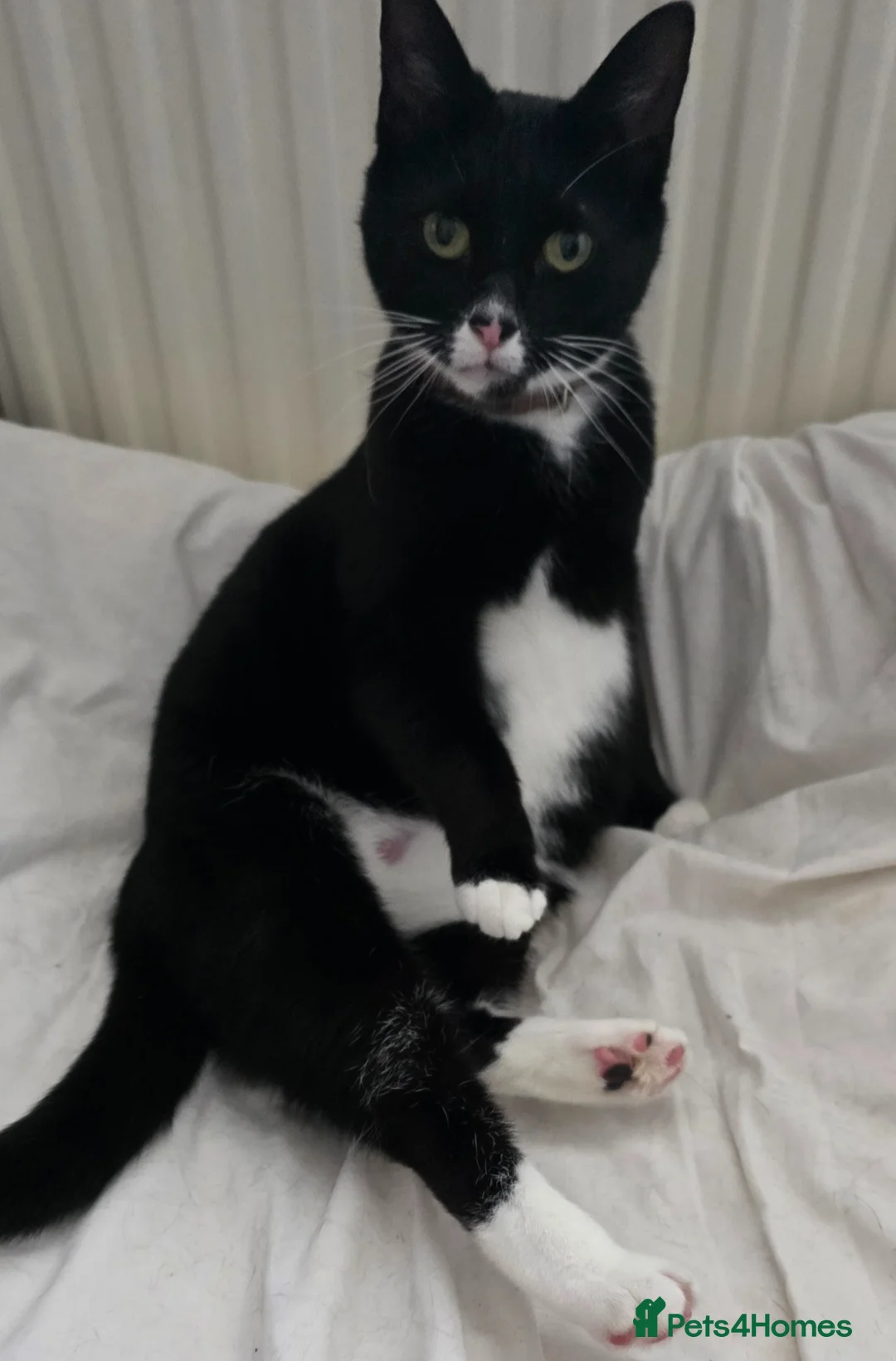 Domestic Shorthair cats for sale: Two girls and two boys  - Advert 1