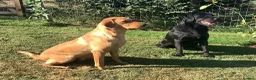 Labrador Retriever dogs for sale: KC Registered Labrador Retriever puppies  - Advert 26