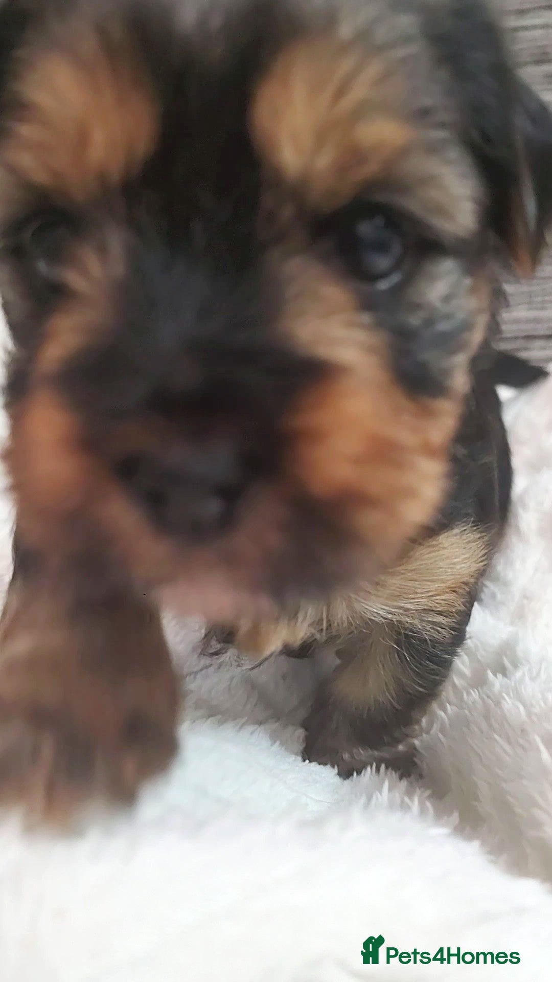 Yorkshire Terrier dogs for sale: Adorable Mini Yorkshire Terrier Puppies - Advert 14
