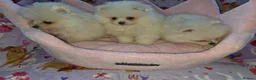Pomeranian dogs for sale: 3 gorgeous, small white Pomeranians ready now!! - Advert 26