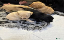 Labrador Retriever dogs for sale: Stunning lab pups - Advert 14