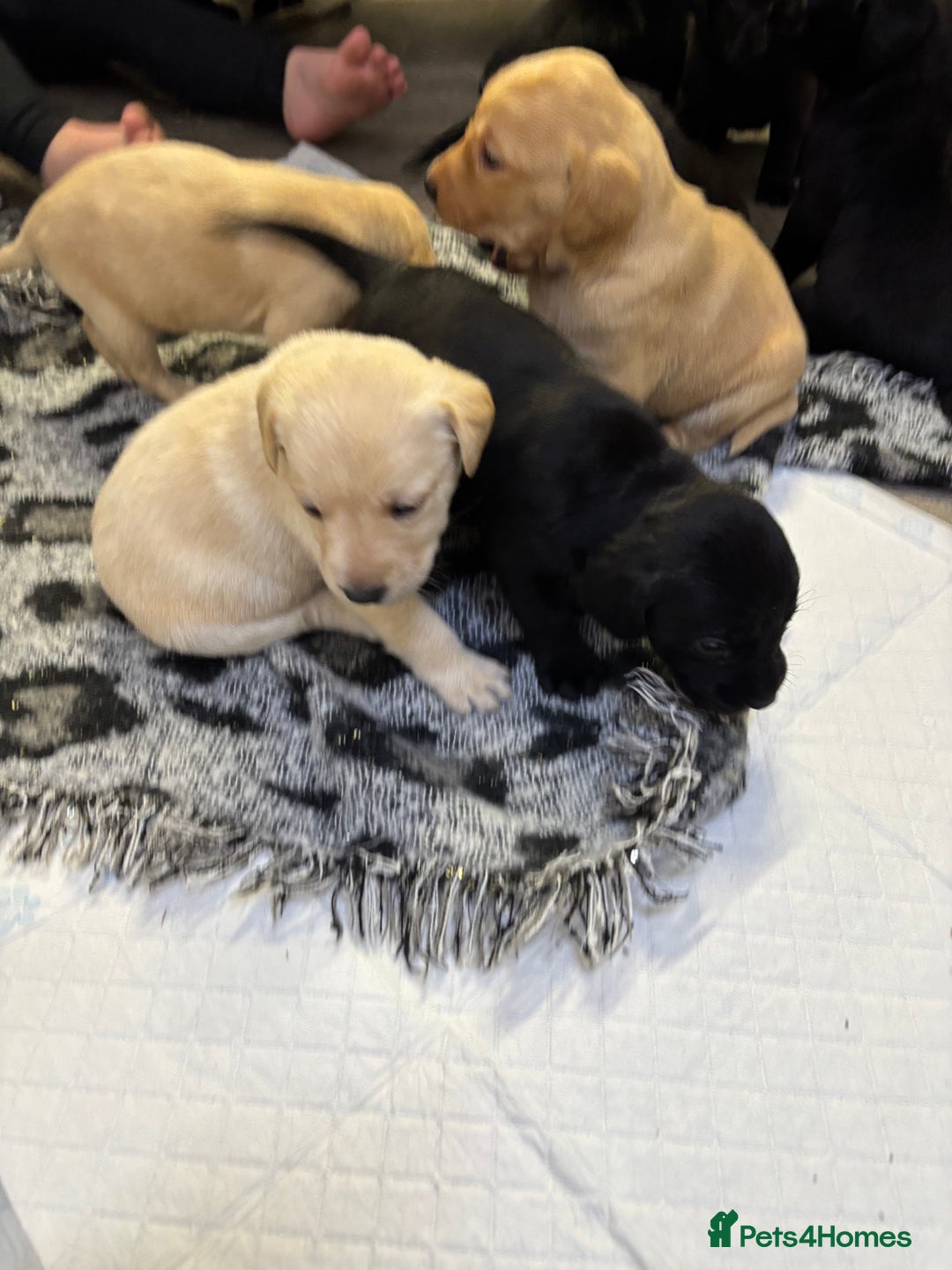 Labrador Retriever dogs for sale: Stunning lab pups - Advert 14