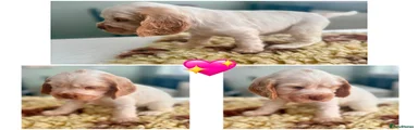 Cocker Spaniel 4