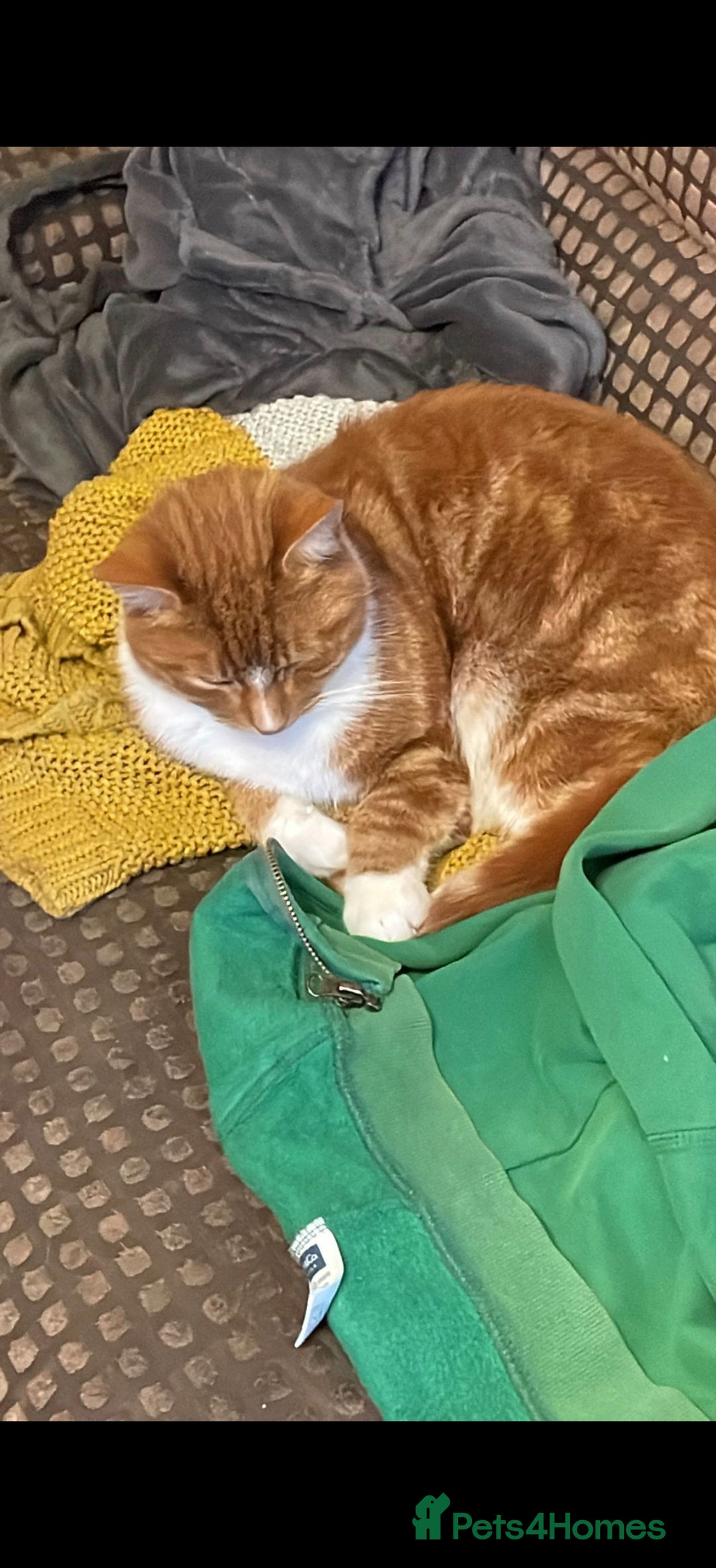 Mixed Breed cats for sale: Ginger neutered males for new home - Image 3