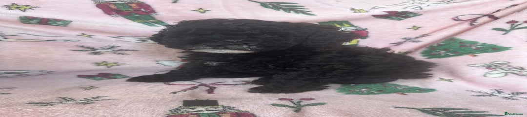 Shihpoo Puppy 1