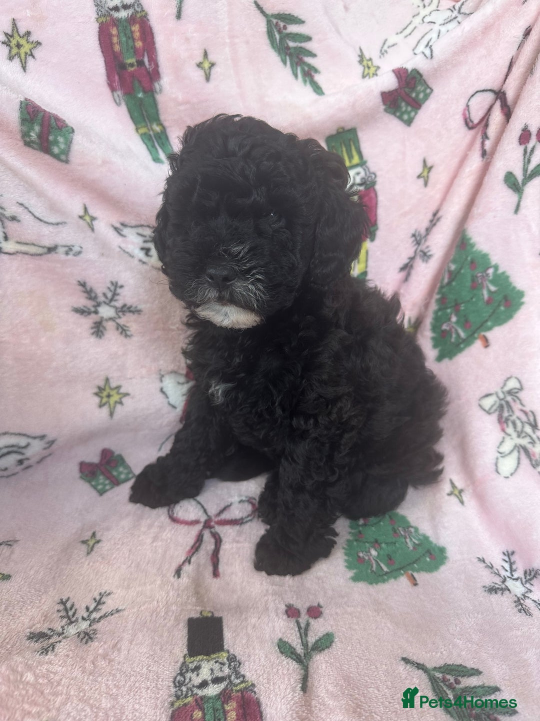 Shihpoo dogs for sale: Shihpoo puppies  - Image 4