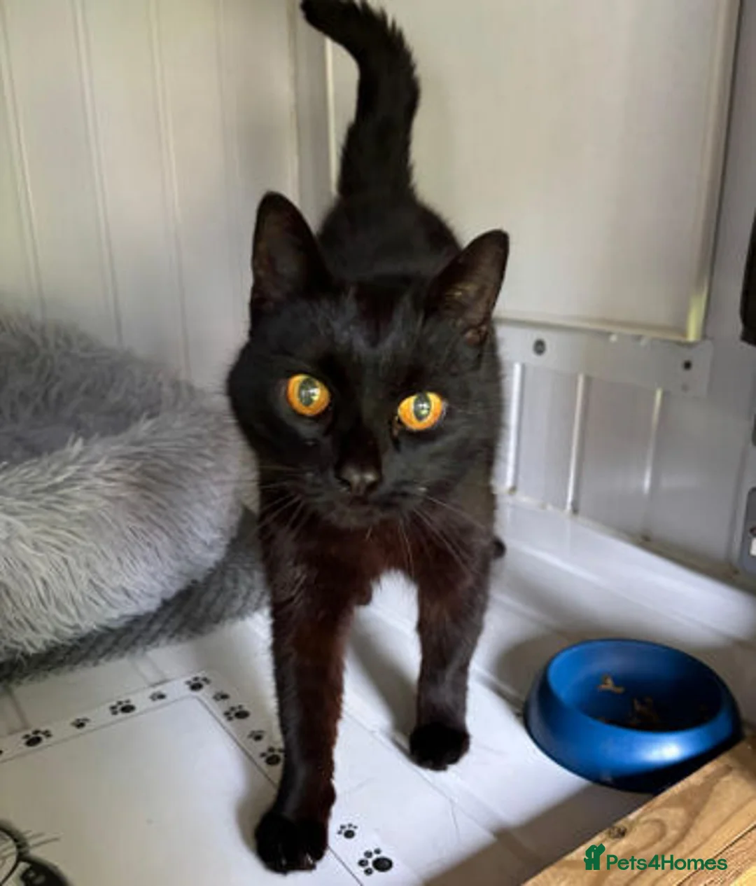 Mixed Breed cats for adoption: MUFFIN IS RESERVED - Advert 1