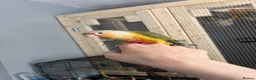 Conures birds for sale: Hand-reared baby conure - Advert 2